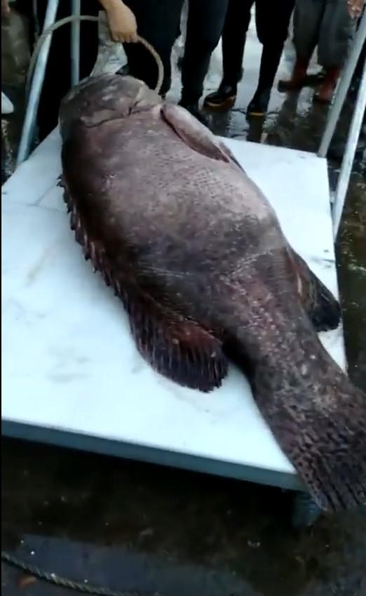 罕见！开渔首日深汕渔民捕到189斤龙胆石斑