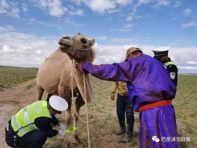 内蒙古巴彦淖尔为骆驼戴上反光腿带 预防车祸