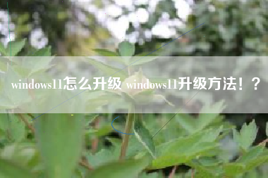 windows11怎么升级 windows11升级方法！？