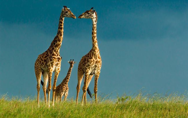 长颈鹿未来或将悄无声息灭绝 被列入"濒危物种红色名录"