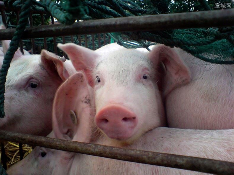 全国多地猪价下跌 9月猪价还能涨吗？