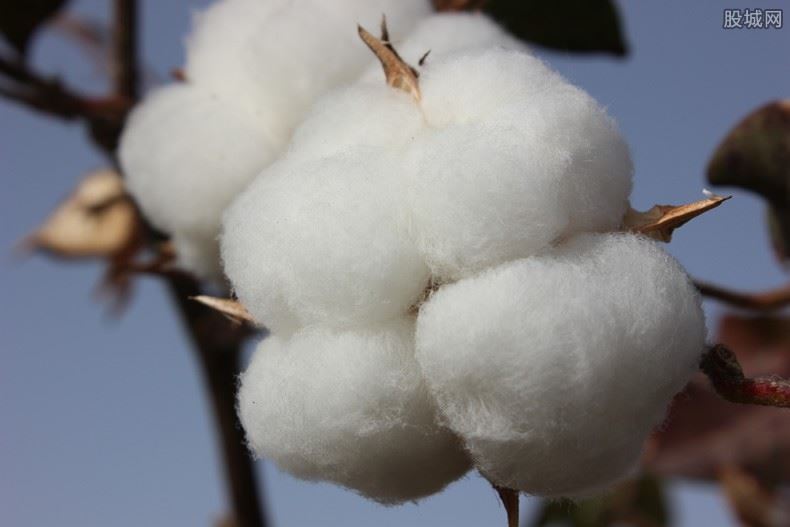 新疆棉花价格行情 2021年多少钱一斤？