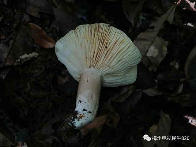广东祖孙3人食用毒蘑菇致死 专家提醒:勿采勿食勿碰