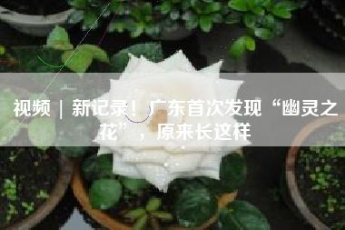 视频 | 新记录！广东首次发现“幽灵之花”，原来长这样