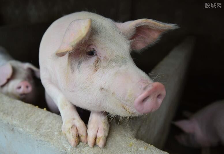 卖一头猪亏七八百元 生猪养殖户亏惨了