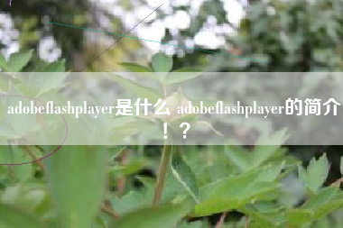 adobeflashplayer是什么 adobeflashplayer的简介！？