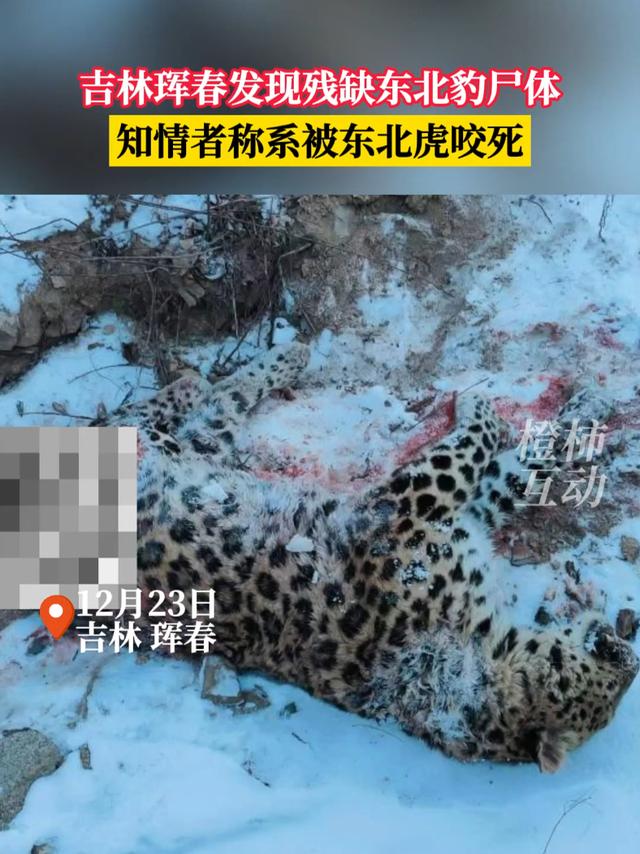 吉林珲春发现残缺东北豹尸体