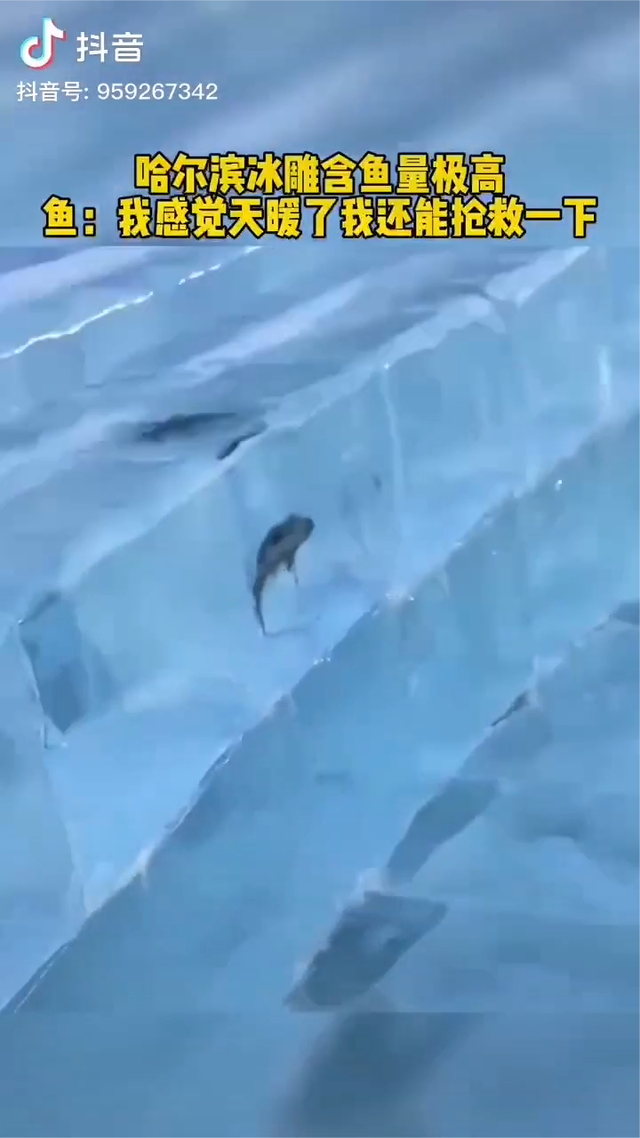 哈尔滨冰雕含鱼量极高